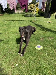 Greyhound not fancying walks