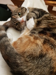 How do cats know?