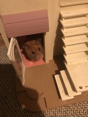 To let my hamster be a house hamster?