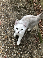 Can anyone identify this breed?