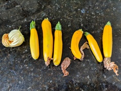 Allotment/Veg Patch Thread 14 ! growing into summer
