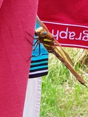 WTF is this and will it kill me?