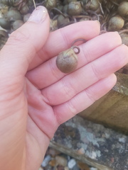 What is this plant?