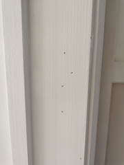 Not AIBU but help!!! House infested.