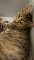 Cat- kittens-baby..