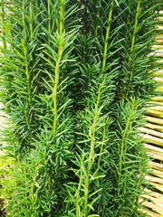 Plant ID