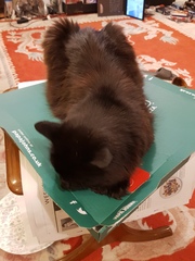To think the kitchen fruit bowl is not the place for the cat to snooze in!