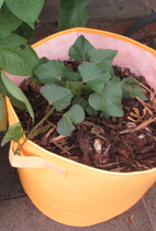 Show me your brexit stockpiles cont...