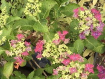 Why isn’t my hydrangea runaway bride flowering?