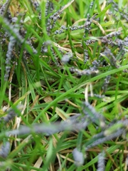 Black/purple spores?