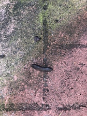 What’s had a shit behind my outdoor bins?