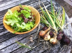 Allotment/Veg Patch Thread 14 ! growing into summer