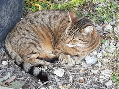 Next door's -thug- cat