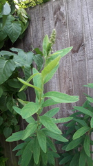 Can anyone ID this perennial