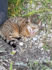 Next door's -thug- cat