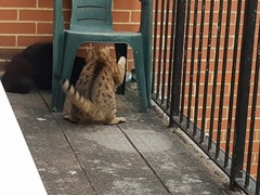 Next door's -thug- cat