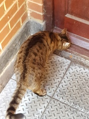 Next door's -thug- cat