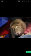 Rats, the full story, please!