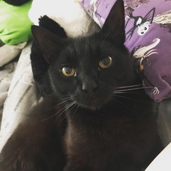 Older cat and new kitten