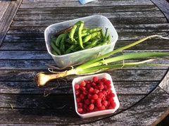 Allotment/Veg Patch Thread 14 ! growing into summer