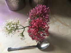What flowers are these?