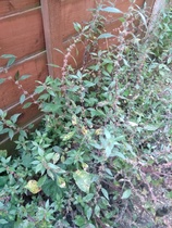 Weed ID please