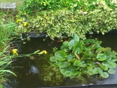 Help planning pond plants