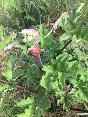 Is this rhubarb?