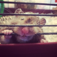 To let my hamster be a house hamster?
