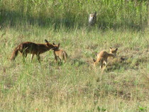 Cats vs foxes