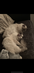 One or two kittens