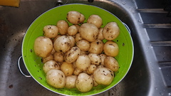 Allotment/Veg Patch Thread 14 ! growing into summer
