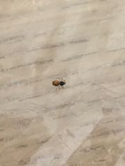 Please help - this isn’t dead bed bug is it?