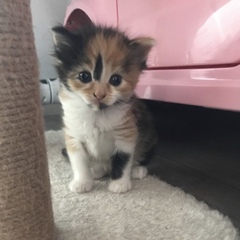 Older cat and new kitten
