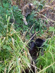 Next door's -thug- cat