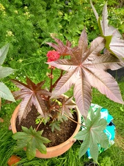 Can anyone tell me what this plant is?