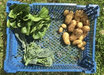 Allotment/Veg Patch Thread 14 ! growing into summer