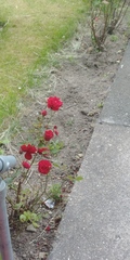 Gardening advice for a complete beginner!!