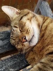 Next door's -thug- cat