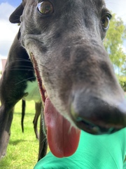 Greyhound not fancying walks