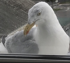 Seagull behaviour, any experts?