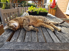 Next door's -thug- cat