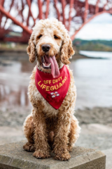 A Sunday night dog photo thread