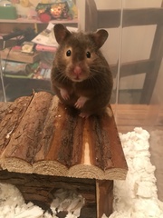 To let my hamster be a house hamster?