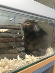 To let my hamster be a house hamster?