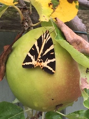 Any butterfly or moth experts??  What is this???