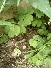 What is this weed taking over my garden?!
