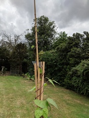 Allotment/Veg Patch Thread 14 ! growing into summer