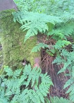 Any Witches Here? Part 9.