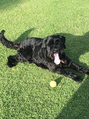 Another dog breed advice thread - sorry!
